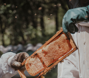 Beekeeping Training This training program teaches farmers about the basics of beekeeping, including hive management, honey production, pest control, hive maintenance, and the potential benefits of beekeeping for income generation and pollination services.