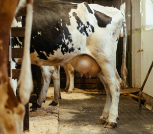 Dairy Farming Training: Dairy farming training focuses on cattle management, including breed selection, feeding practices, milk production and processing, animal health, and dairy business management, helping farmers establish and operate successful dairy enterprises.