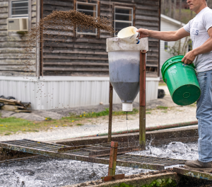 Fish Farming Training Fish farming training provides knowledge on pond preparation, fish species selection, feeding, water quality management, disease control, and marketing strategies, empowering farmers to engage in sustainable aquaculture practices.