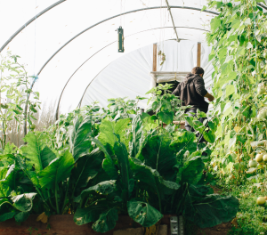 Greenhouse Management Training: Greenhouse management training educates farmers on greenhouse construction, climate control, crop selection, irrigation systems, nutrient management, and pest control in protected environments, enabling year-round cultivation and high-value crop production.