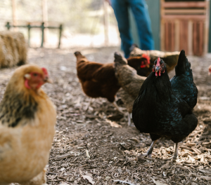 Poultry Farming Training: Poultry farming training equips farmers with knowledge on poultry breed selection, housing construction, feeding, disease prevention, biosecurity measures, and marketing strategies, enabling them to establish and manage poultry farms effectively.