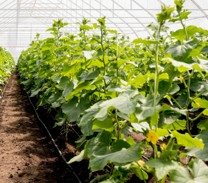 Vegetable Production Training: Vegetable production training covers various aspects of vegetable farming, such as nursery management, seed selection, transplanting, irrigation, fertilization, pest and disease management, and marketing, enabling farmers to maximize vegetable yields and profitability.